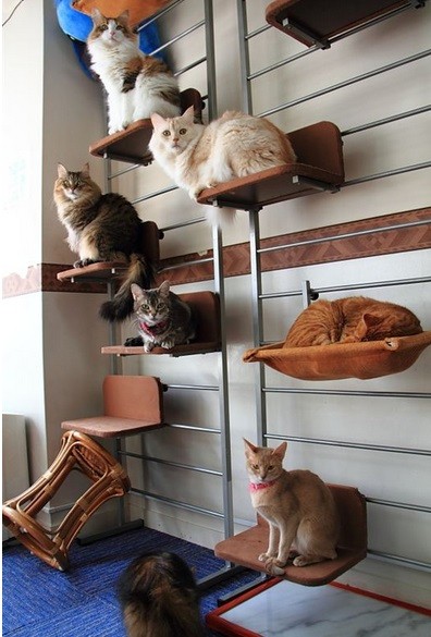 Создать мем: кошачий дом, кот на лестнице, полочка для кошки на балкон