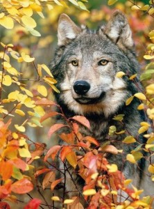 Create meme: wolf live, beautiful wolf, grey wolf