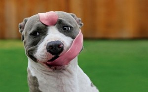 Create meme: bulldog, a funny language, pitbull terrier