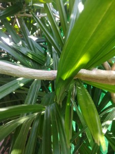 Создать мем: pandanus amaryllifolius, palm leaves, панданус лист
