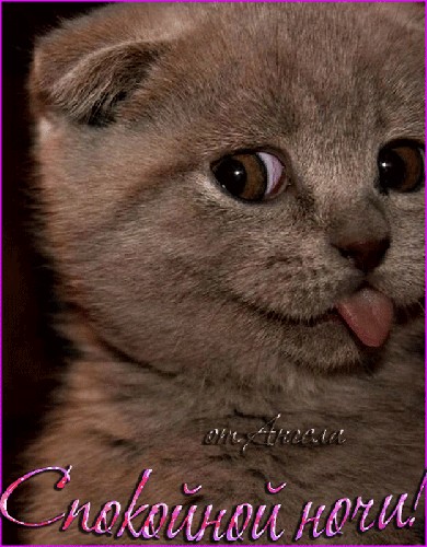 Create meme: good night , a kitten with a tongue, the winking cat