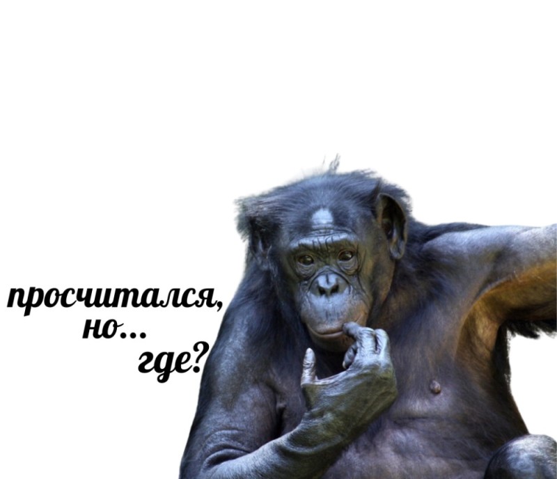 Create meme: monkey at work, Bonobo chimp, chimpanzee