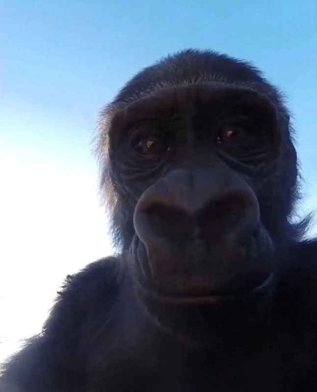 Create meme: monkey , the monkey from the meme, Bonobo chimp