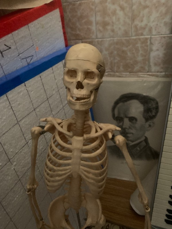 Create meme: the human body skeleton, model of human skeleton, human skeleton