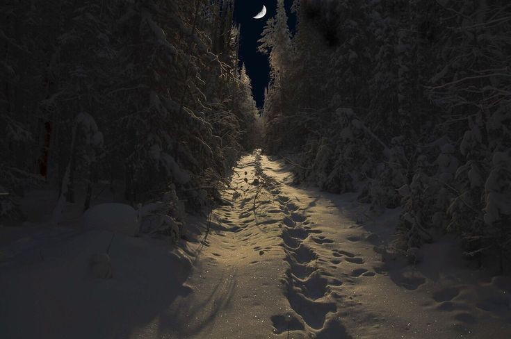 Create meme: winter road, the road in the forest at night, winter path