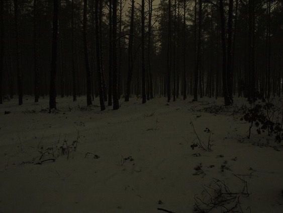 Создать мем: лес снег, темный лес зимой, ночь в лесу
