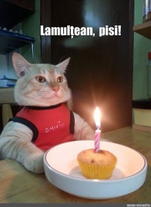 Create Meme Babushka Nashi Pozdravleniya Happy Birthday Meme Cat Happy Birthday Cat Happy Birthday With Cats Pictures Meme Arsenal Com