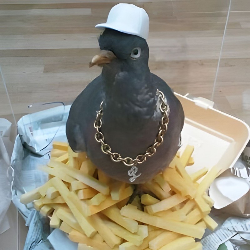 Create meme: the pigeon in the cap, dove , cool pigeon 