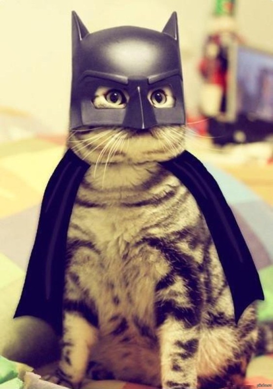 Create meme: a cat in a batman costume, batman the cat, cats in superhero costumes