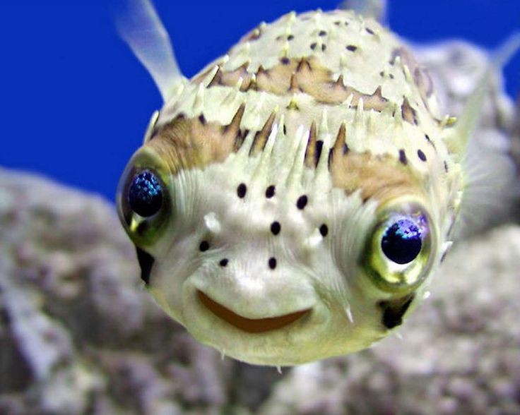 Create meme: puffer fish, fish hedgehog , poisonous puffer fish