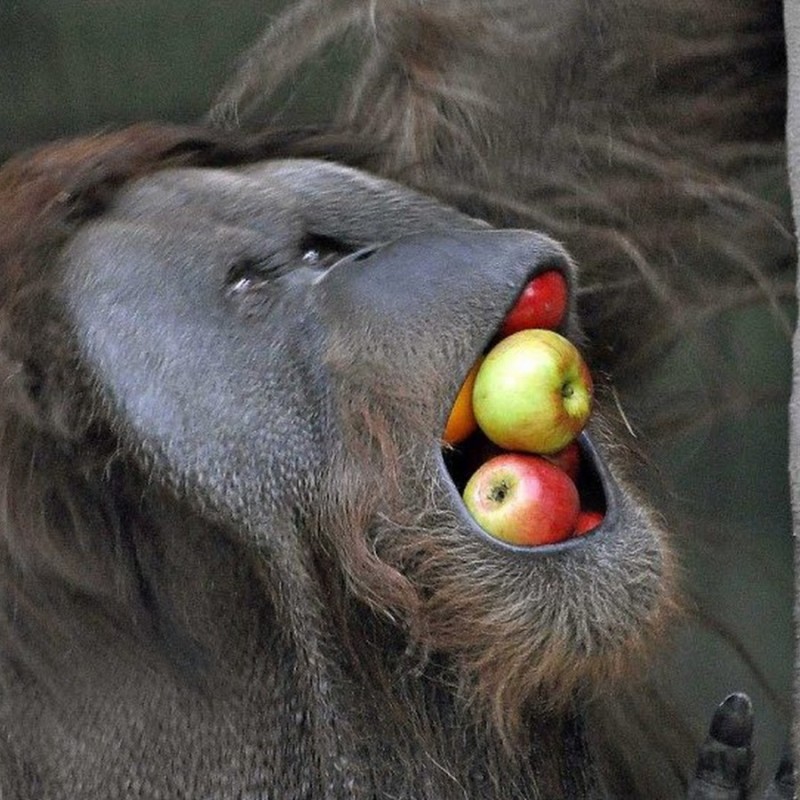 Create meme: monkey with an apple, running for 5000 meters, a monkey with a bone