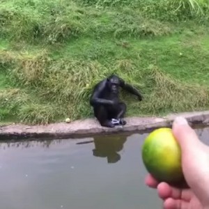 Создать мем: обезьяны в жару, bonobos voedermoment / bonobo feeding time : planckendael, шимпанзе