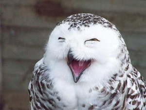 Create meme: smile, smile animals, owl
