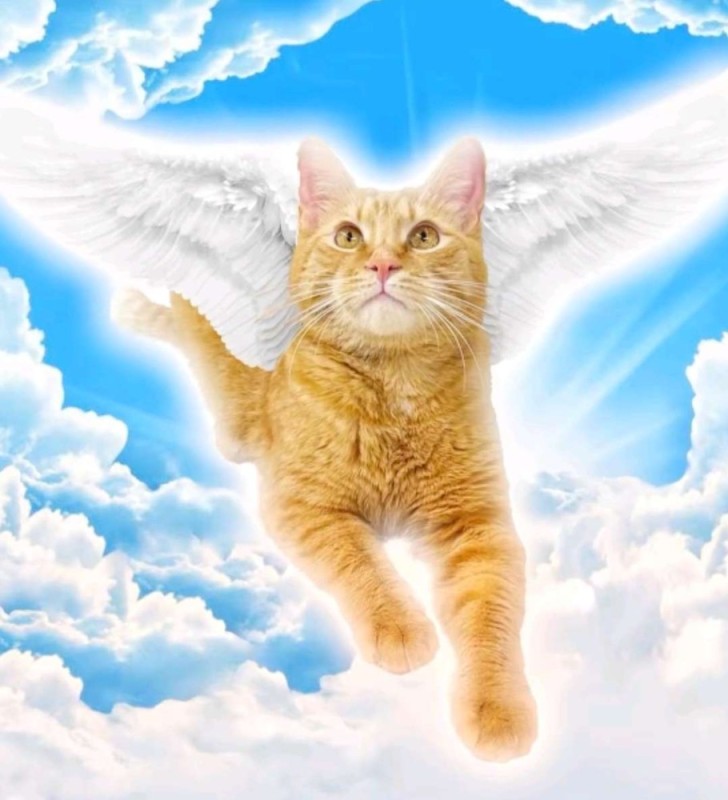Create meme: angel cat, angel cat, a cat with wings