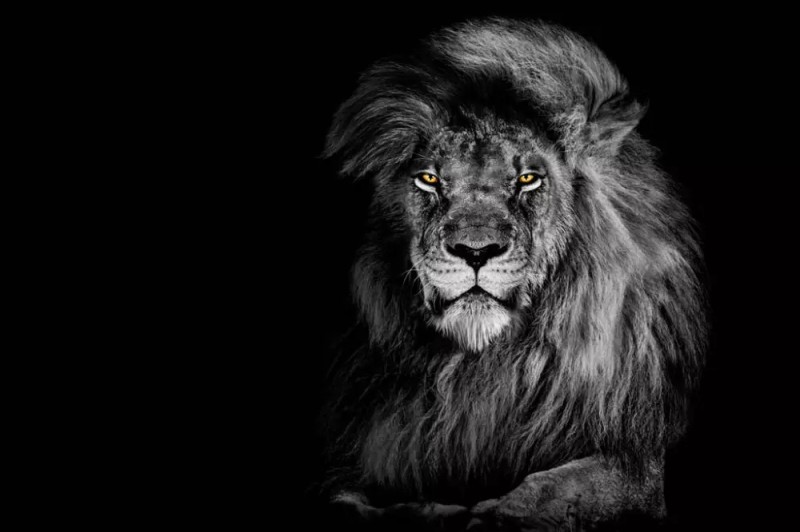 Create meme: lion black, the lion is black and white, lion on a black background