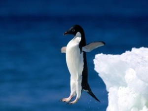 Создать мем: пингвинчик, bird, leap of faith