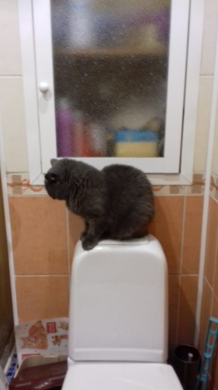 Create meme: toilet , cat toilet, cat 