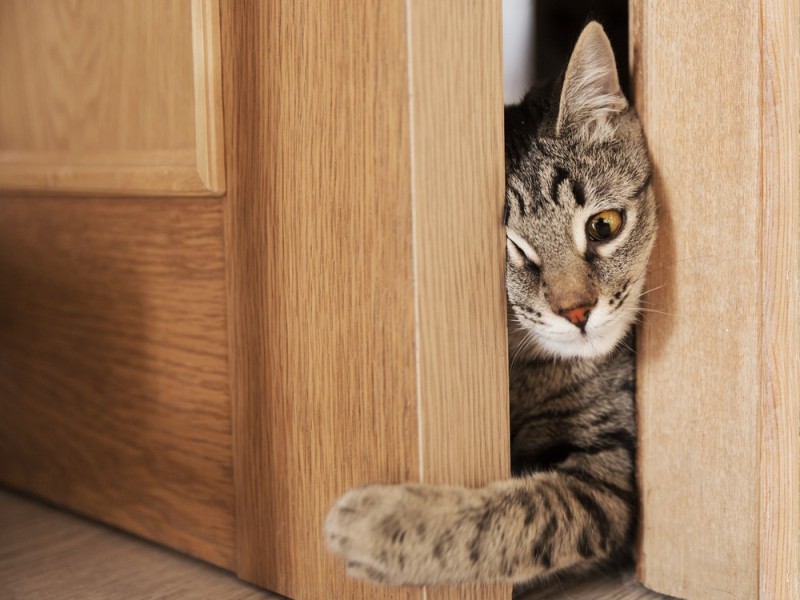Create meme: A kitten in front of the door, The cat looks in the door, cats vertical
