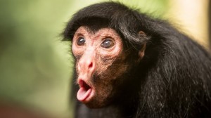 Create meme: portrait of a monkey, chimpanzees, monkey surprise