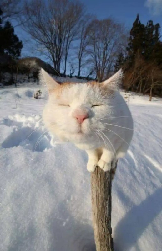 Create meme: I smell spring, spring cats, Spring is coming soon.