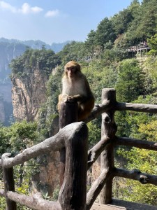 Создать мем: обезьяны в горах китая, чжанцзяцзе обезьяна, парк обезьян
