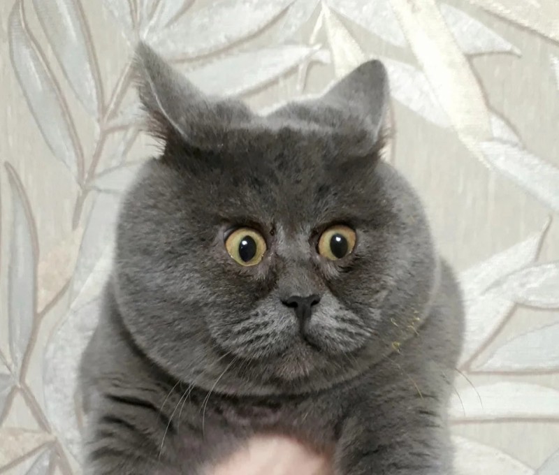 Create meme: Rostov cat fedya, surprised cat fedya, cross-eyed British cat Fedya