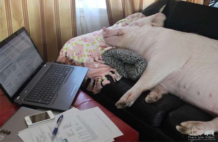 Create meme: pig , pig at the computer, the pig is sleeping
