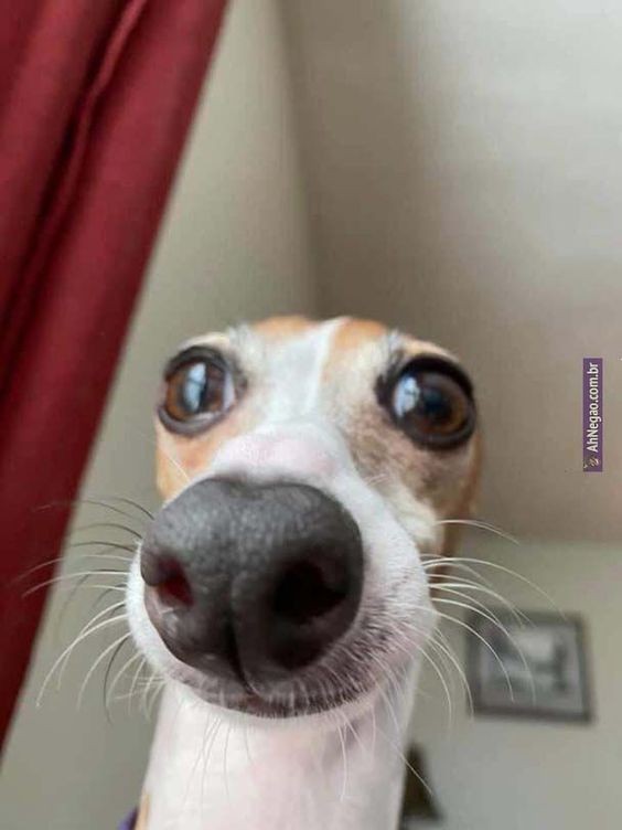 Create meme: the funny muzzles, the dog smiles meme, surprised dog