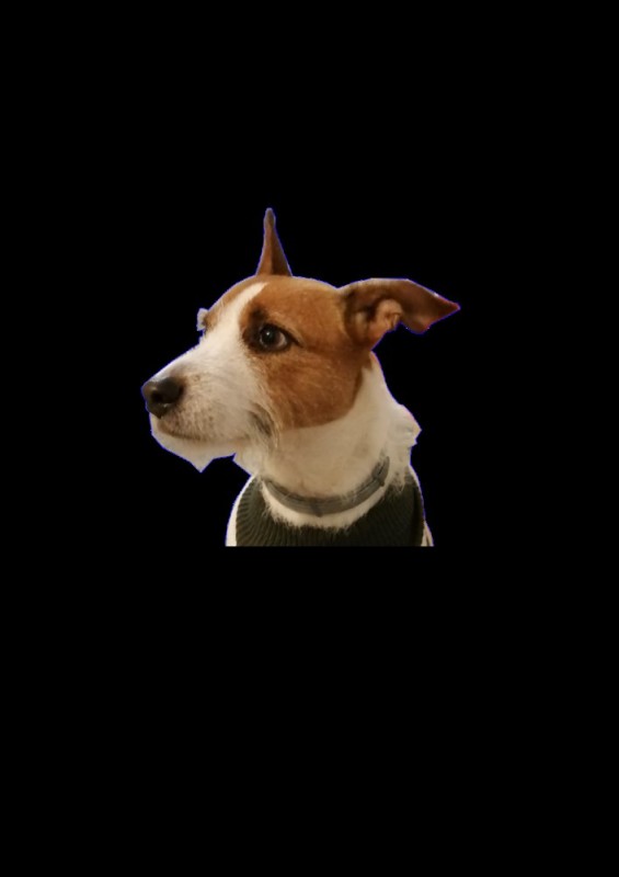 Create meme: dog , Russell Terrier, Jack Russell Terrier 