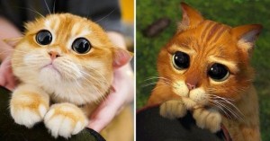 Создать мем: кот со шрека с глазами, котик из шрека с огромными глазами, жалостливый кот