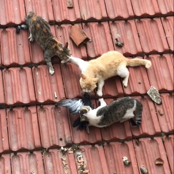 Create meme: cat , cat , seals on the roof