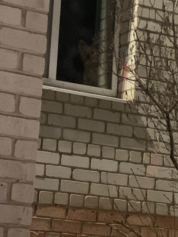 Создать мем: через окно, кошка на окошке, выглядывает из окна