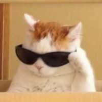 Создать мем: кот с очками мем, крутой кот мем