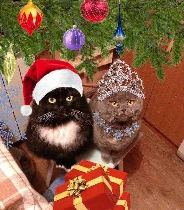 Create meme: a cat in a New Year's hat, funny New Year's cats, cats in Christmas hats