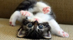 Create meme: cute kittens, kittens mimimi pictures, kitties