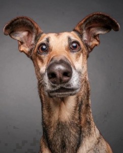 Создать мем: морда собаки, elke vogelsang фотограф, собака