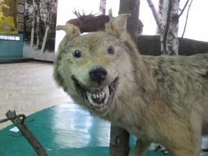 Создать мем: смешные чучела животных, чучело волка смешное, чучело животных