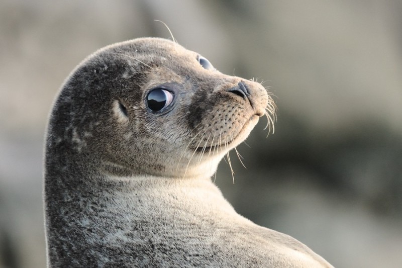 Create meme: seal , pinniped seals, cute seal