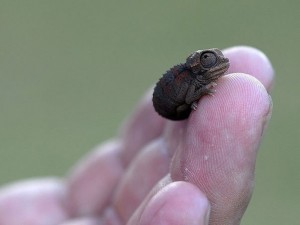 Create meme: small animal, small chameleons, the smallest chameleon in the world minimum.