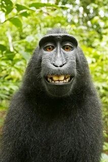 Create meme: smiling monkey, monkey with a smile meme, funny monkey 