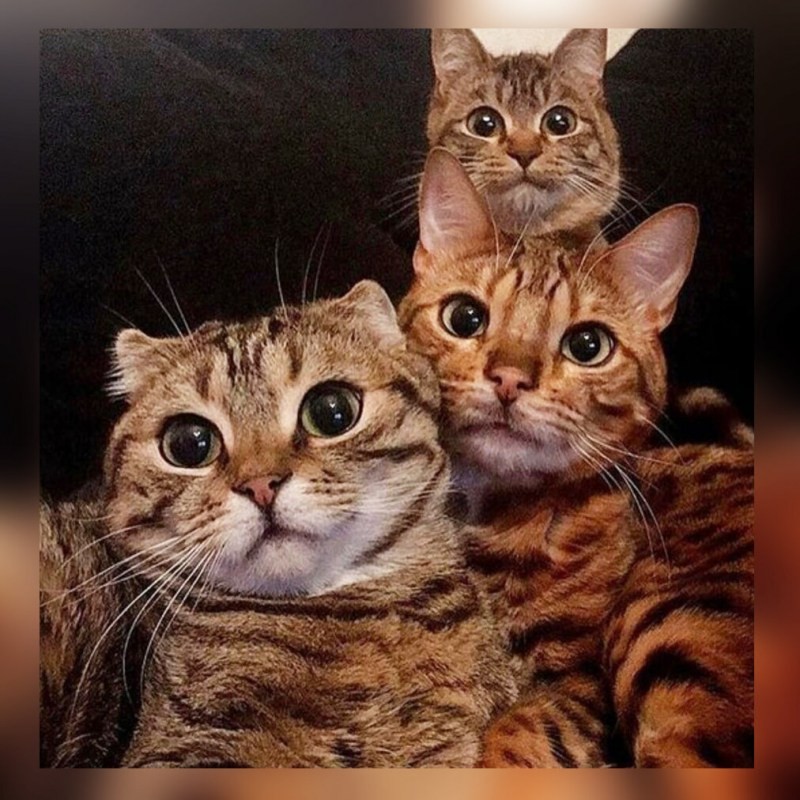 Создать мем: бенгальские коты, коты, кошка