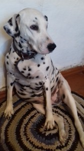 Create meme: puppies Dalmatian, dog Dalmatians, Dalmatians