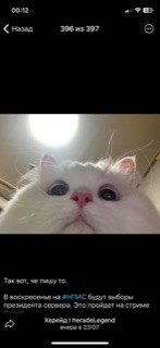 Create meme: cat , cute cat meme, white cat meme