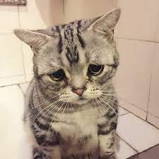 Создать мем: самый грустный кот, грустный котенок, очень грустный кот