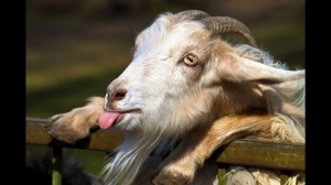 Create meme: goat, goat funny pics, goat