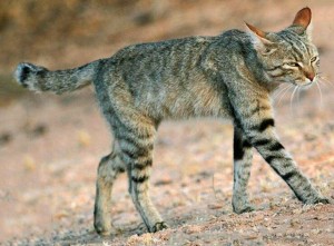 Создать мем: африканская дикая кошка (felis lybica), степная кошка (felis libyca), степной кот felis silvestris lybica