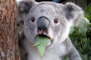 Создать мем: коала, удивленная коала, koala bear