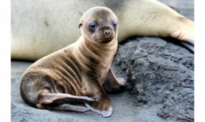 Create meme: sad, galapagos, galapagos islands