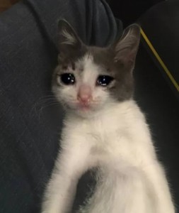 Create meme: sad kitty, crying cat meme, cat