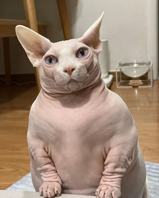 Create meme: Sphinx , sphinx cat canadian, bald cat sphinx